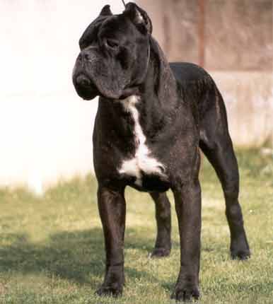 Cane Corso